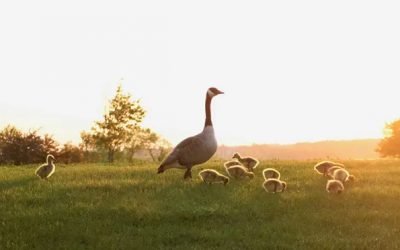 Rapporti fra le diverse generazioni