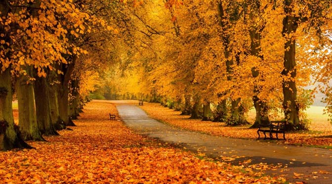 Psicologo Clinico e di Comunità, per la coppia e la famiglia. incontri all'aperto